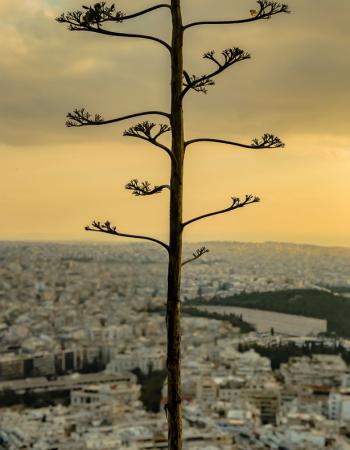 Rotkelchen in Athen