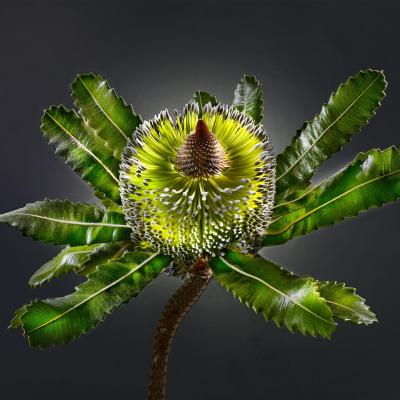 Banksia cf. serrata