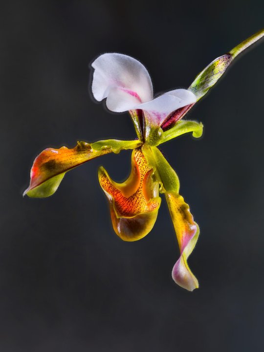 Paphiopedilum lathamianum | Orchidacea | 01 Myanmar